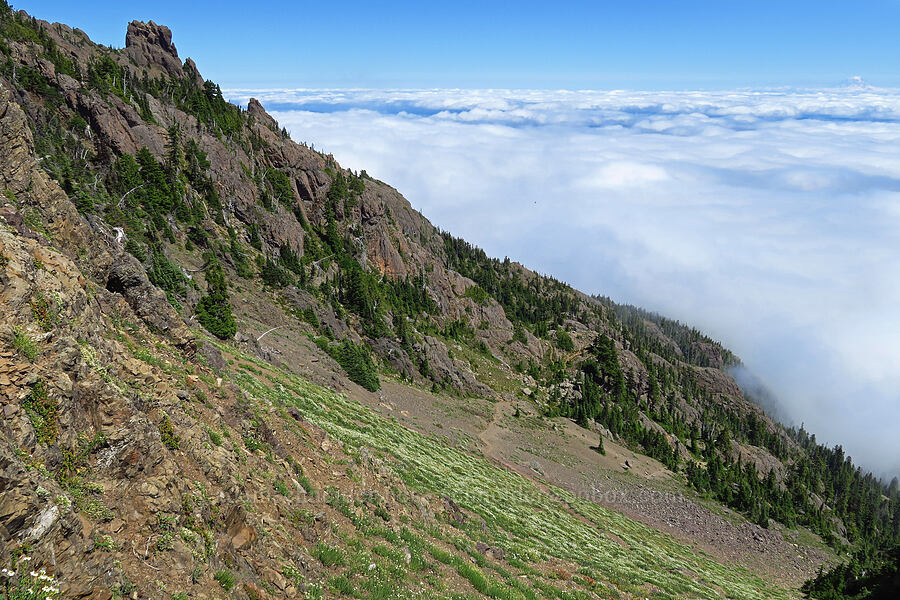 meadows on the south side of Mount Ellinor [Mt. Ellinor Trail, Olympic National Forest, Mason County, Washington]