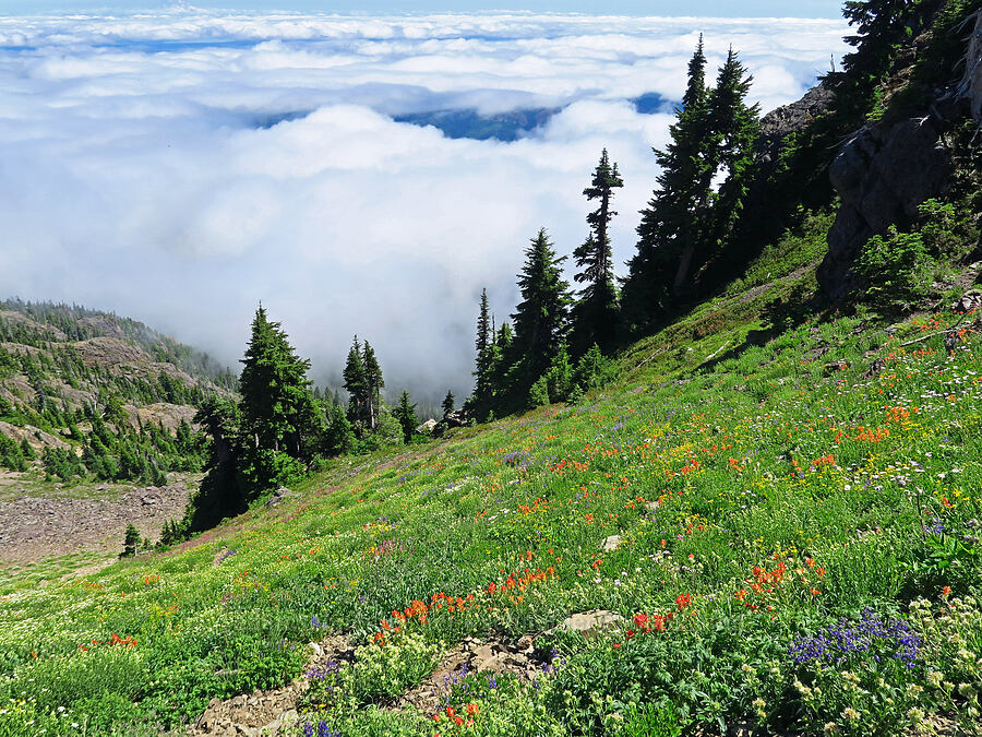 wildflowers [Mt. Ellinor Trail, Olympic National Forest, Mason County, Washington]