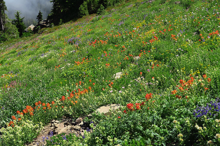 wildflowers [Mt. Ellinor Trail, Olympic National Forest, Mason County, Washington]