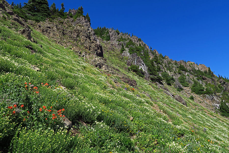 wildflowers [Mt. Ellinor Trail, Olympic National Forest, Mason County, Washington]