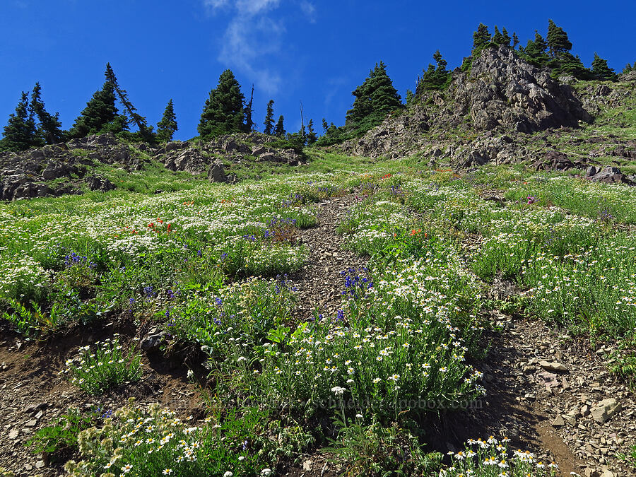 wildflowers [Mt. Ellinor Trail, Olympic National Forest, Mason County, Washington]