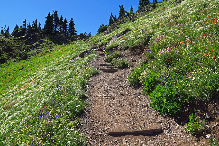 trail through wildflowers [Mt. Ellinor Trail, Olympic National Forest, Mason County, Washington]