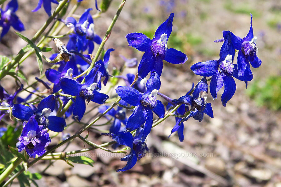 rockslide larkspur (Delphinium glareosum) [Mt. Ellinor Trail, Olympic National Forest, Mason County, Washington]