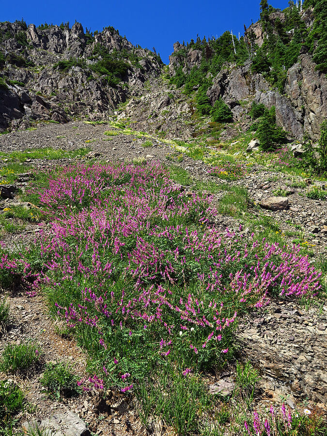 western sweet-vetch (Hedysarum occidentale) [Mt. Ellinor Trail, Olympic National Forest, Mason County, Washington]