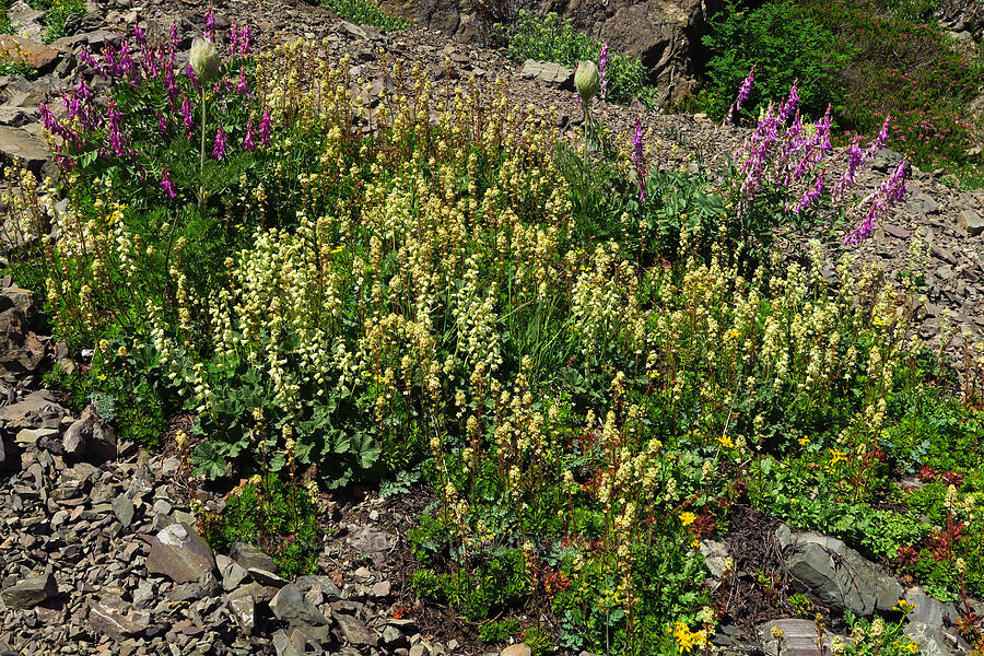 wildflowers (Luetkea pectinata, Elmera racemosa, Hedysarum occidentale, Anemone occidentalis (Pulsatilla occidentalis), Packera flettii (Senecio flettii)) [Mt. Ellinor Trail, Olympic National Forest, Mason County, Washington]