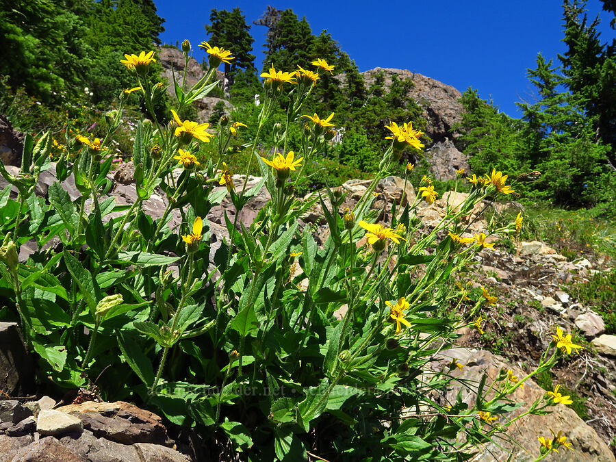 stream-bank arnica (Arnica lanceolata ssp. prima (Arnica amplexicaulis)) [Mt. Ellinor Trail, Olympic National Forest, Mason County, Washington]