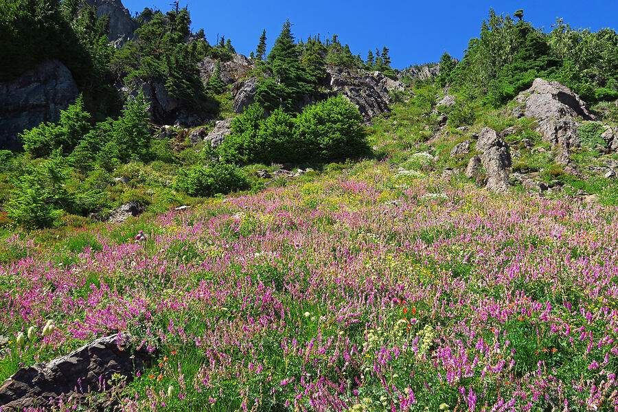 wildflowers [Mt. Ellinor Trail, Olympic National Forest, Mason County, Washington]