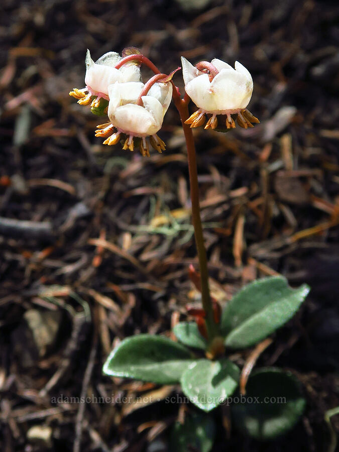 little pipsissewa (Chimaphila menziesii) [Mt. Ellinor Trail, Olympic National Forest, Mason County, Washington]