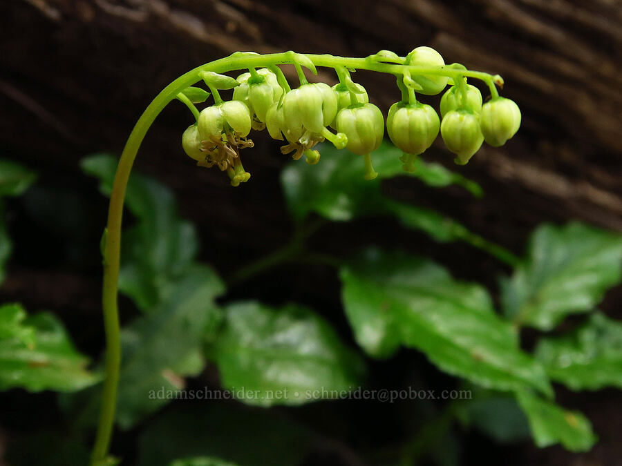 one-sided wintergreen (Orthilia secunda (Pyrola secunda)) [Mt. Ellinor Trail, Olympic National Forest, Mason County, Washington]