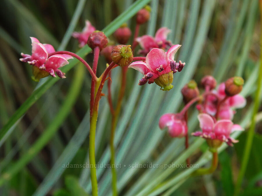 pipsissewa (Chimaphila umbellata) [Upper Mt. Ellinor Trail, Olympic National Forest, Mason County, Washington]