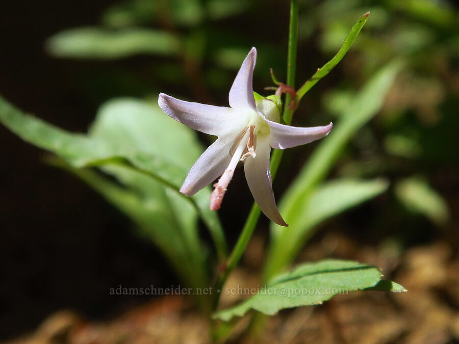 Scouler's harebell (Campanula scouleri) [Upper Mt. Ellinor Trail, Olympic National Forest, Mason County, Washington]