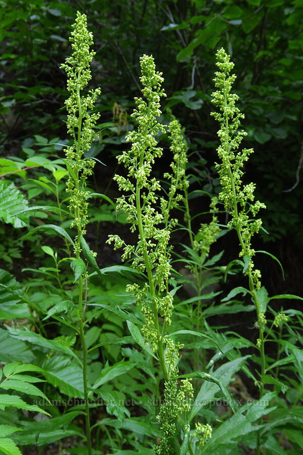 coastal mugwort/wormwood (Artemisia suksdorfii) [Forest Road 2419-014, Olympic National Forest, Mason County, Washington]