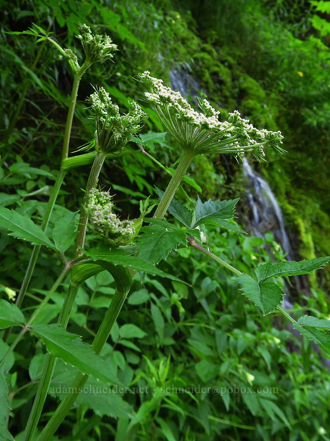 kneeling angelica (Angelica genuflexa) [Forest Road 2419-014, Olympic National Forest, Mason County, Washington]