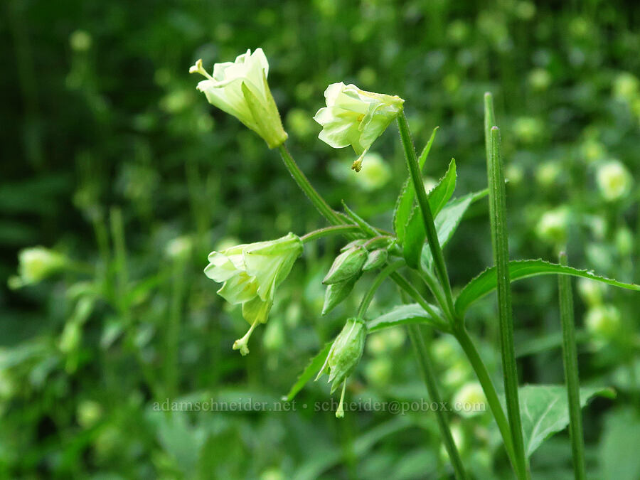 yellow willow-herb (Epilobium luteum) [Forest Road 2419-014, Olympic National Forest, Mason County, Washington]