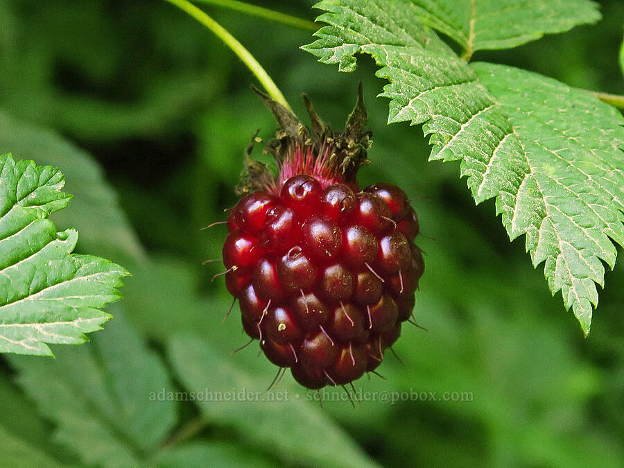 dark red salmonberry (Rubus spectabilis) [Forest Road 2419-014, Olympic National Forest, Mason County, Washington]