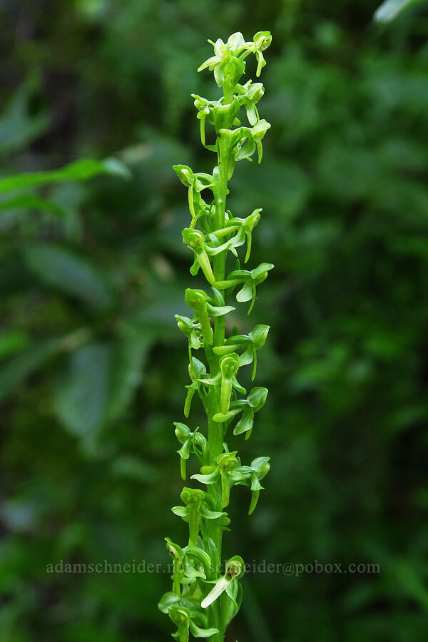 slender bog orchid (Platanthera stricta (Piperia stricta)) [Forest Road 2419-014, Olympic National Forest, Mason County, Washington]