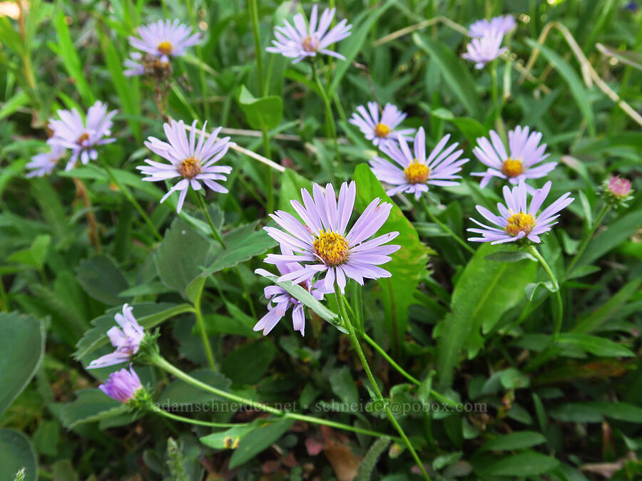 aster (which?) (Symphyotrichum sp. (Aster sp.)) [Forest Road 3920-012, Wallowa-Whitman National Forest, Wallowa County, Oregon]