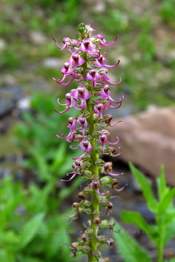 elephant's-head lousewort (Pedicularis groenlandica) [Forest Road 3920-012, Wallowa-Whitman National Forest, Wallowa County, Oregon]