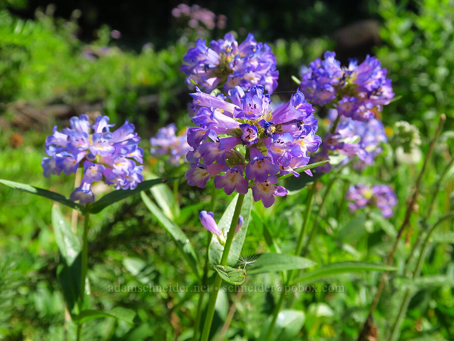 globe penstemon (Penstemon globosus) [Forest Road 3920-012, Wallowa-Whitman National Forest, Wallowa County, Oregon]