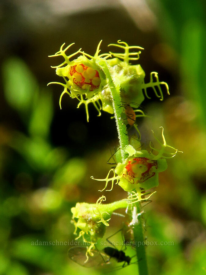 five-stamen mitrewort (Pectiantia pentandra (Mitella pentandra)) [Forest Road 3920-012, Wallowa-Whitman National Forest, Wallowa County, Oregon]