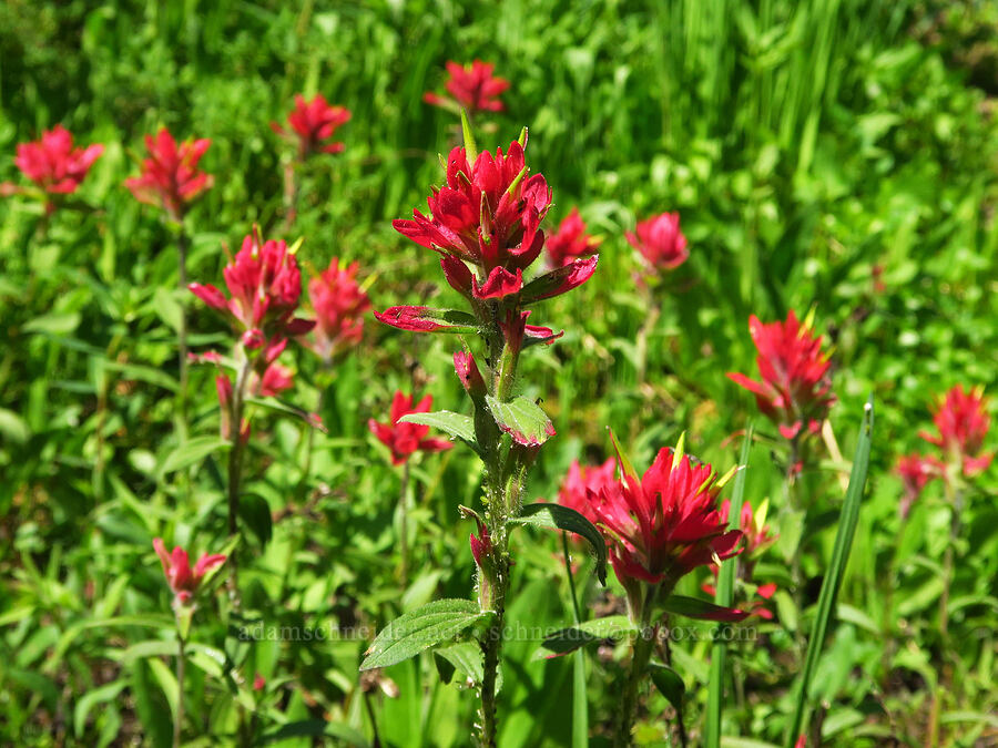 rosy paintbrush (Castilleja rhexiifolia) [Forest Road 3920-012, Wallowa-Whitman National Forest, Wallowa County, Oregon]