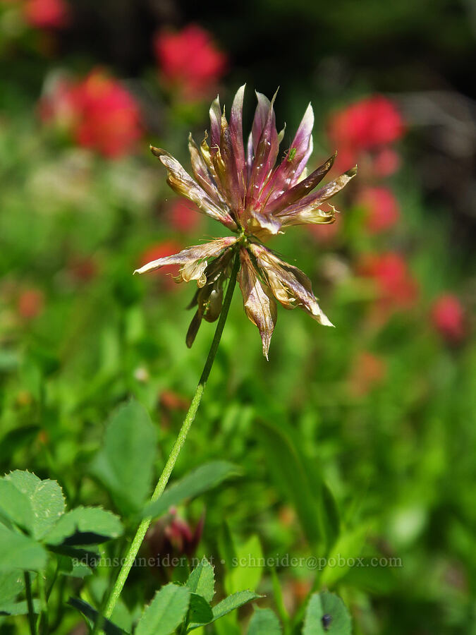 long-stalk clover (Trifolium longipes ssp. caurinum (Trifolium longipes ssp. multiovulatum)) [Forest Road 3920-012, Wallowa-Whitman National Forest, Wallowa County, Oregon]