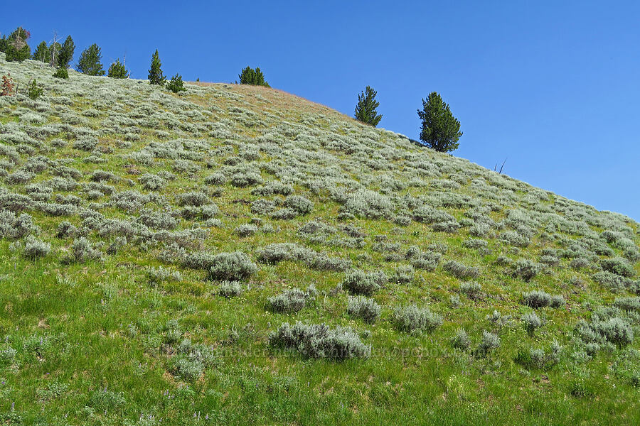 sagebrush slopes [Forest Road 3920-012, Wallowa-Whitman National Forest, Wallowa County, Oregon]