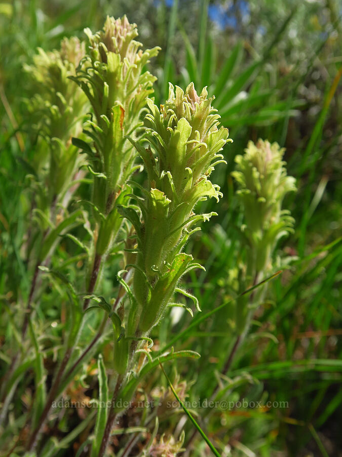 parrot-head paintbrush (Castilleja pilosa) [Forest Road 3920-012, Wallowa-Whitman National Forest, Wallowa County, Oregon]