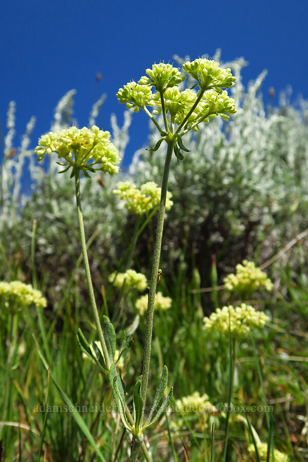 parsnip-flower buckwheat (Eriogonum heracleoides) [Forest Road 3920-012, Wallowa-Whitman National Forest, Wallowa County, Oregon]