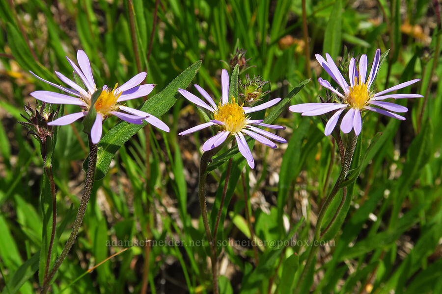 aster (which?) (Symphyotrichum sp. (Aster sp.)) [Forest Road 3920-012, Wallowa-Whitman National Forest, Wallowa County, Oregon]