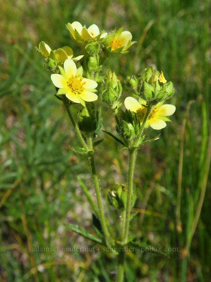 sticky cinquefoil (Drymocallis glandulosa (Potentilla glandulosa)) [Forest Road 3920-012, Wallowa-Whitman National Forest, Wallowa County, Oregon]