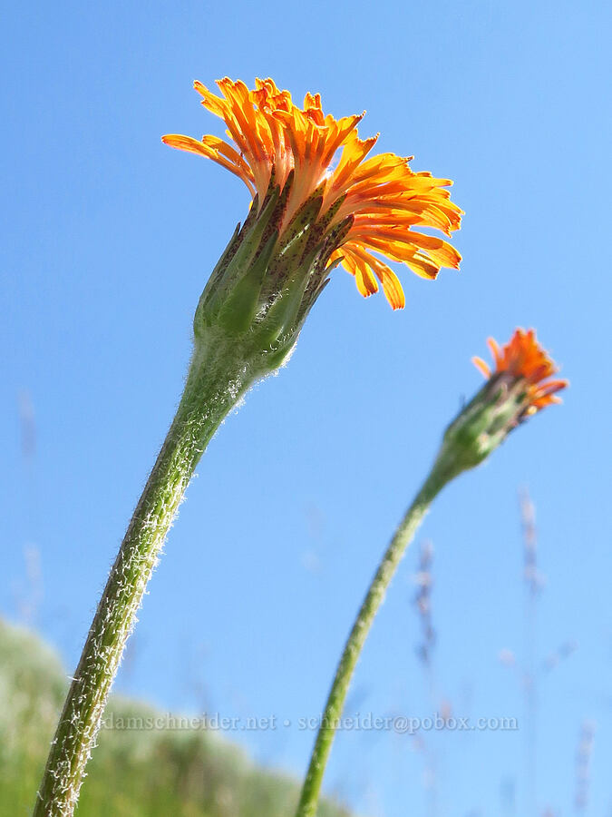 orange agoseris (Agoseris aurantiaca) [Forest Road 3920-012, Wallowa-Whitman National Forest, Wallowa County, Oregon]