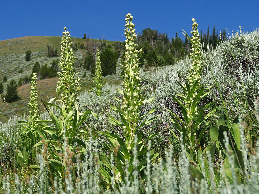 monument plants & mountain sagebrush (Frasera speciosa, Artemisia tridentata ssp. vaseyana) [Forest Road 3920-012, Wallowa-Whitman National Forest, Wallowa County, Oregon]