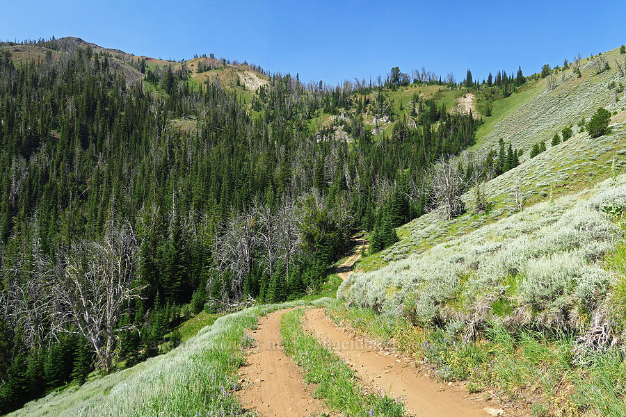 conifers & sagebrush [Forest Road 3920-012, Wallowa-Whitman National Forest, Wallowa County, Oregon]