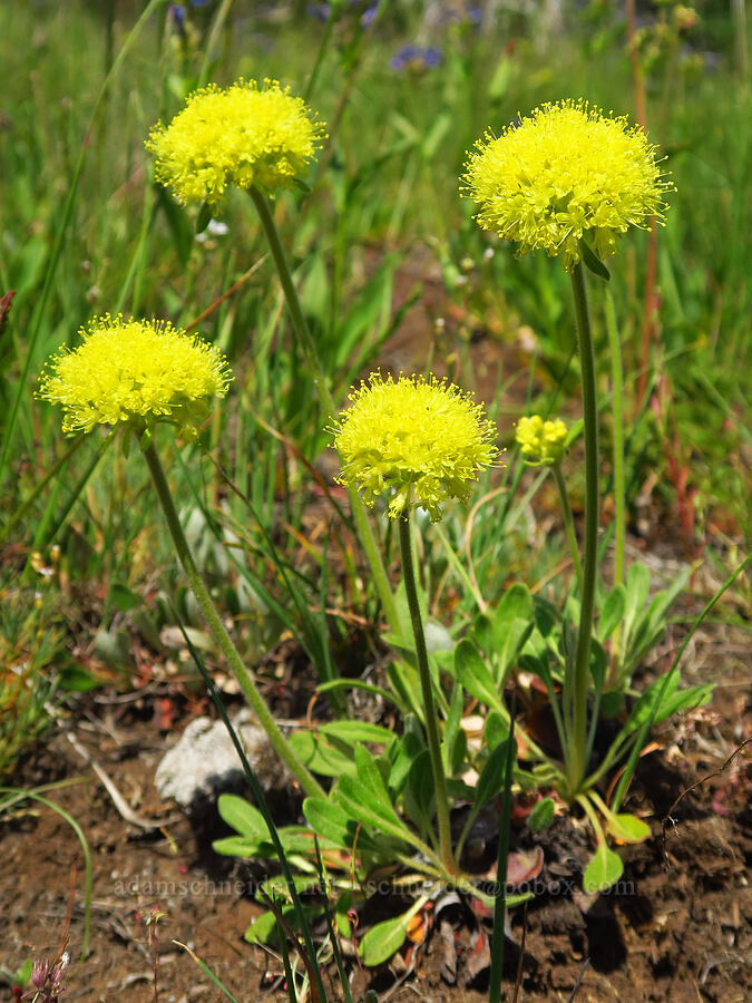 Piper's golden buckwheat (Eriogonum flavum var. piperi) [Forest Road 3920-012, Wallowa-Whitman National Forest, Wallowa County, Oregon]