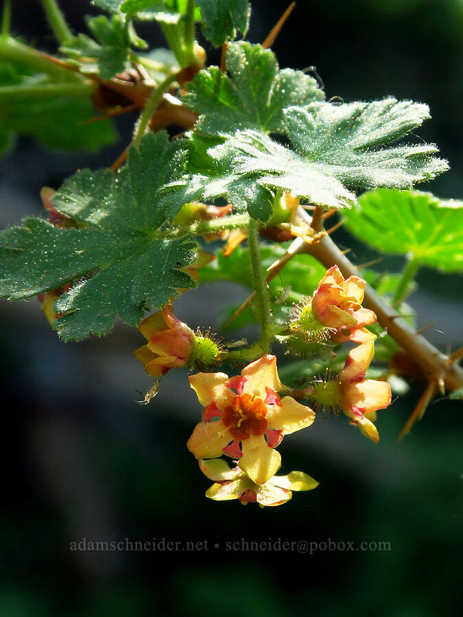 mountain gooseberry flowers (Ribes montigenum) [Mount Howard, Wallowa-Whitman National Forest, Wallowa County, Oregon]