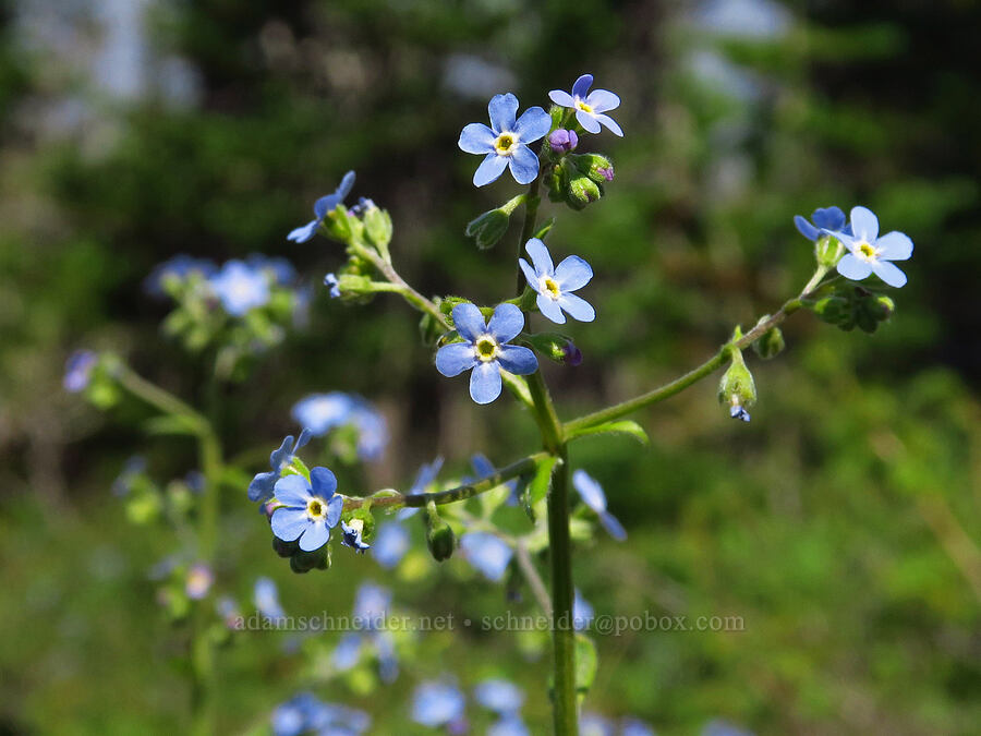 blue stick-seed (Hackelia micrantha (Hackelia jessicae)) [Mount Howard, Wallowa-Whitman National Forest, Wallowa County, Oregon]