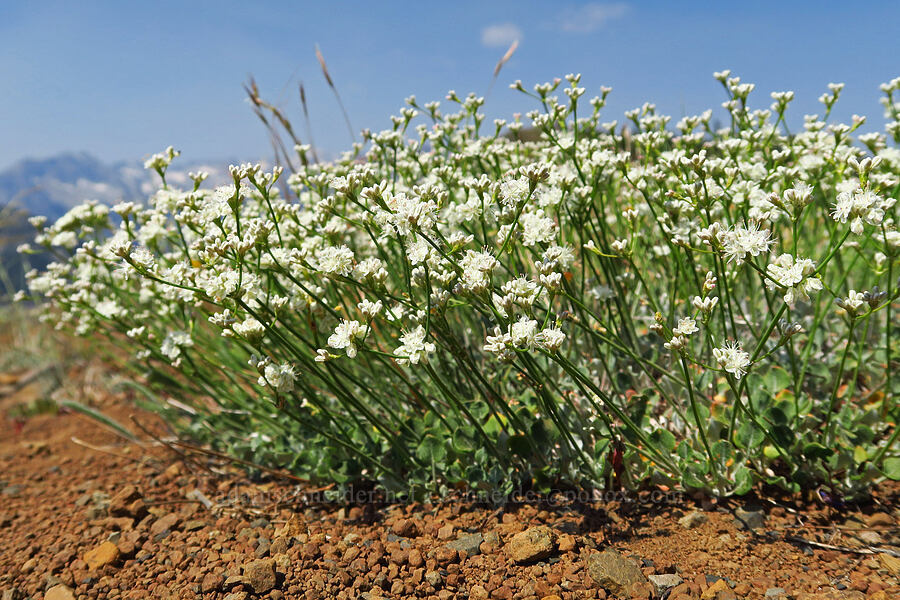 strict buckwheat (Eriogonum strictum) [Mount Howard, Wallowa-Whitman National Forest, Wallowa County, Oregon]