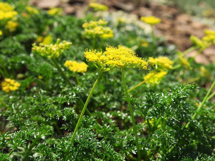 fennel-leaf spring-parsley (Cymopterus terebinthinus var. foeniculaceus (Cymopterus foeniculaceus)) [Mount Howard, Wallowa-Whitman National Forest, Wallowa County, Oregon]