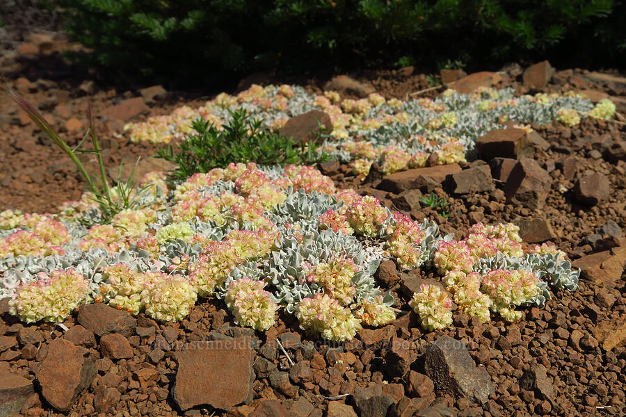 cushion buckwheat (Eriogonum ovalifolium) [Mount Howard, Wallowa-Whitman National Forest, Wallowa County, Oregon]