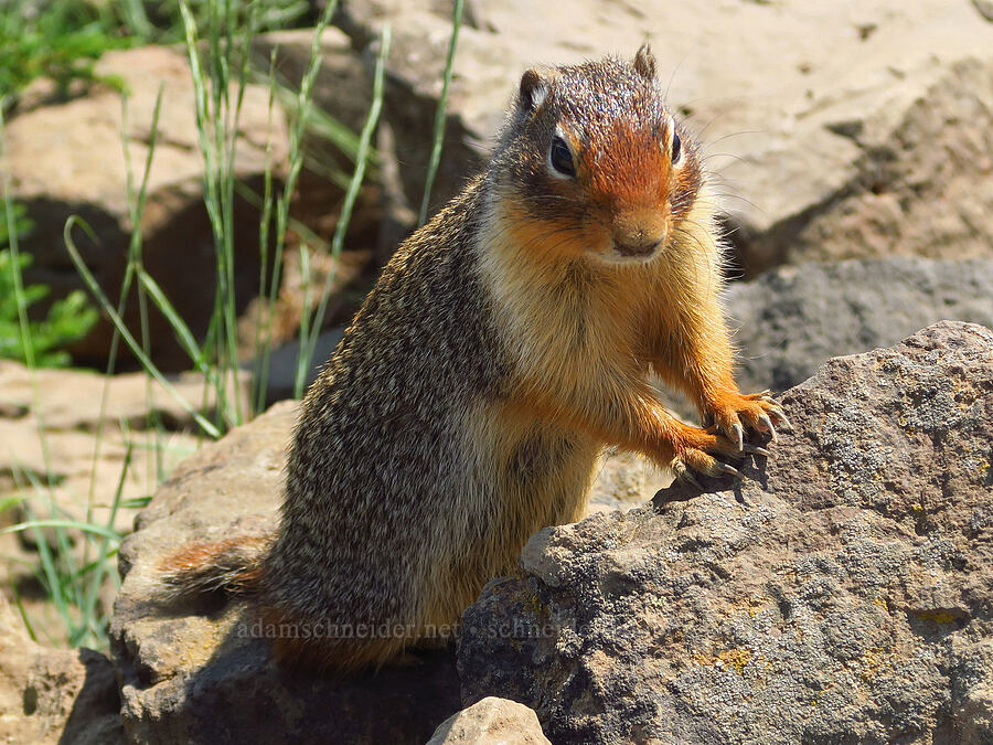 Columbian ground squirrel (Urocitellus columbianus (Spermophilus columbianus)) [Mount Howard, Wallowa-Whitman National Forest, Wallowa County, Oregon]