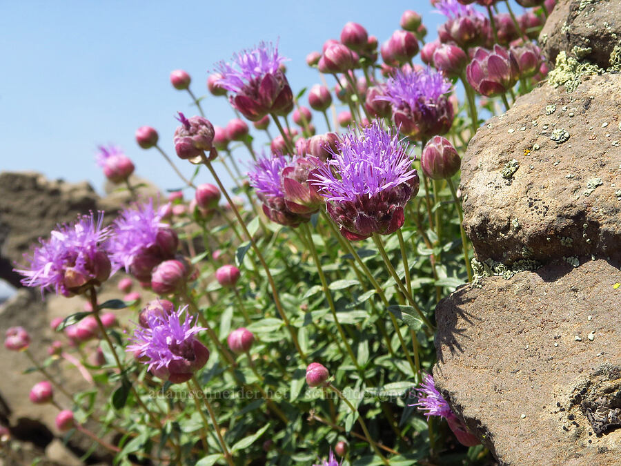 coyote mint (Monardella odoratissima) [Mount Howard, Wallowa-Whitman National Forest, Wallowa County, Oregon]