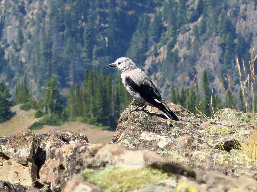 Clark's nutcracker (Nucifraga columbiana) [Mount Howard, Wallowa-Whitman National Forest, Wallowa County, Oregon]