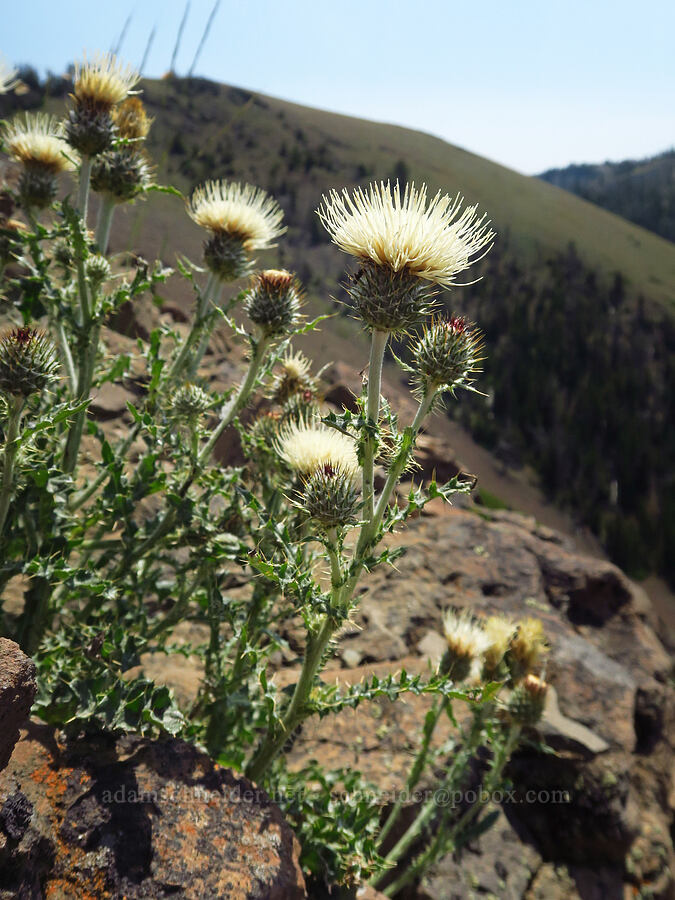 gray-green thistle (Cirsium cymosum) [Mount Howard, Wallowa-Whitman National Forest, Wallowa County, Oregon]