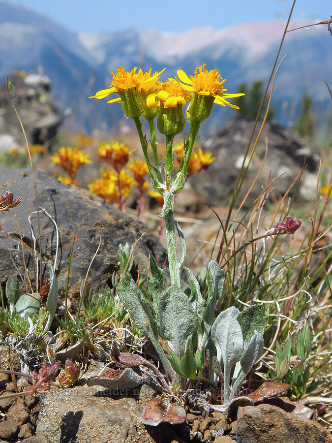 woolly groundsel (Packera cana (Senecio canus)) [Mount Howard, Wallowa-Whitman National Forest, Wallowa County, Oregon]