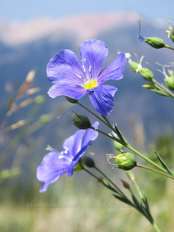 blue flax (Linum lewisii (Linum perenne var. lewisii)) [Mount Howard, Wallowa-Whitman National Forest, Wallowa County, Oregon]