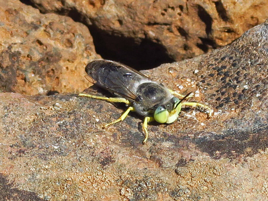 sand wasp (Bembix amoena) [Mount Howard, Wallowa-Whitman National Forest, Wallowa County, Oregon]