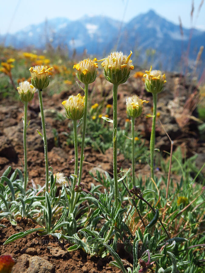 woolly goldenweed (Stenotus lanuginosus var. lanuginosus (Haplopappus lanuginosus)) [Mount Howard, Wallowa-Whitman National Forest, Wallowa County, Oregon]