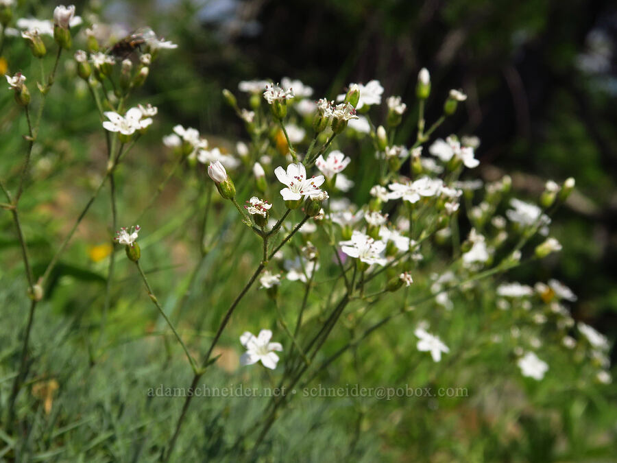 prickly sandwort (Eremogone aculeata (Arenaria aculeata)) [Mount Howard, Wallowa-Whitman National Forest, Wallowa County, Oregon]