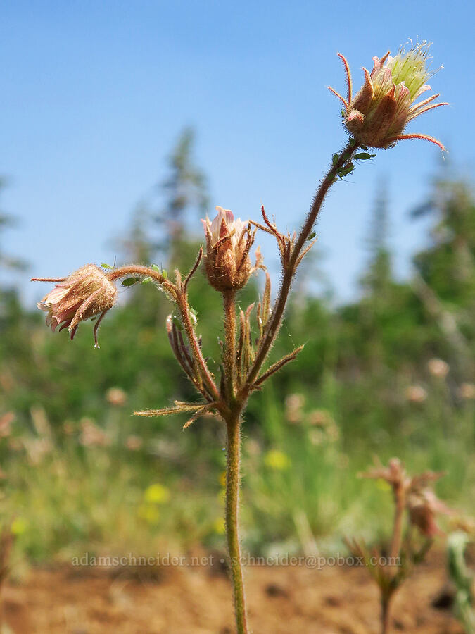 prairie smoke (Geum triflorum) [Mount Howard, Wallowa-Whitman National Forest, Wallowa County, Oregon]